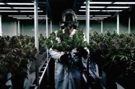 Cannabis-Legalisierung–Gesetzgeber-auf-Irrwegen