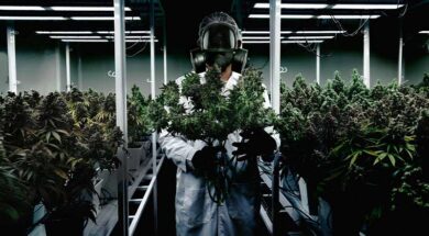 Cannabis-Legalisierung–Gesetzgeber-auf-Irrwegen