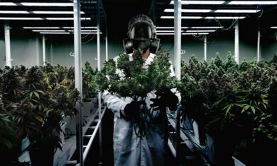 Cannabis-Legalisierung–Gesetzgeber-auf-Irrwegen