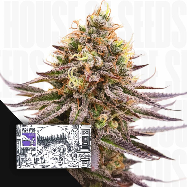 Gorilla Super Glue - Super Sativa Seed Club