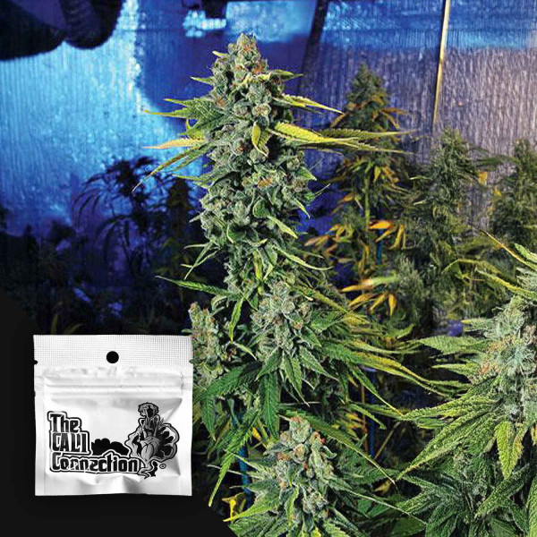 Blue Dream Haze - Cali Connection