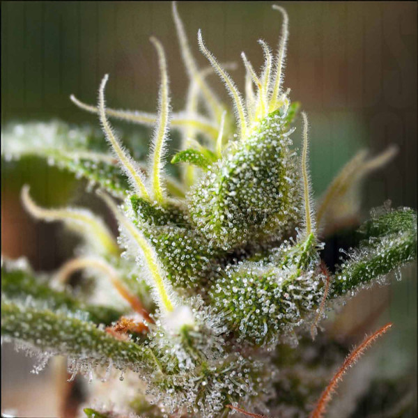 Gorilla Girl F1 FAST - Sweet Seeds