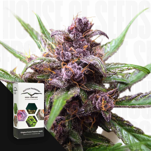 Auto Blackberry Kush - Dutch Passion