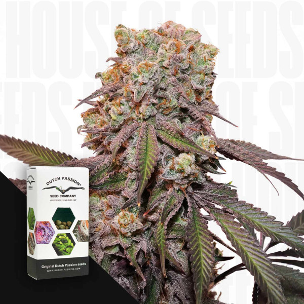 Auto Candy Bubatz XL - Dutch Passion