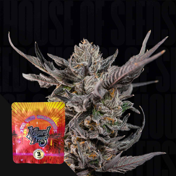 Knightcap - Wizard Trees