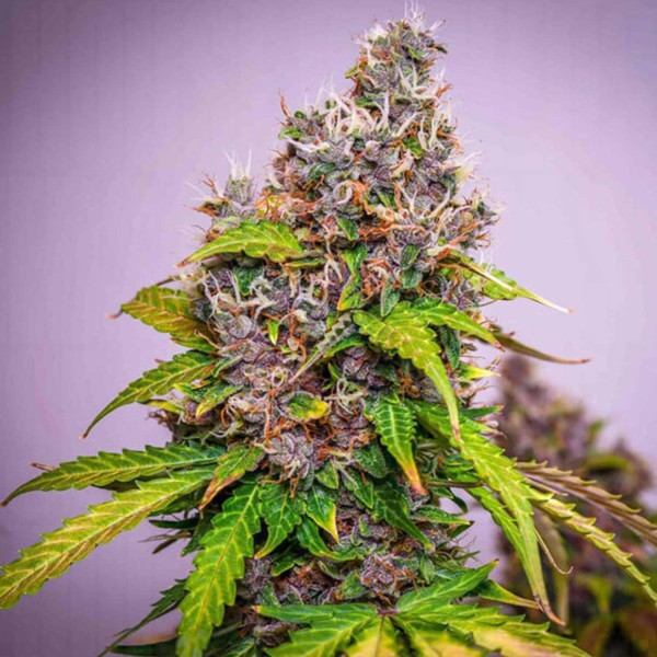 Watermelon AUTO - Royal Queen Seeds