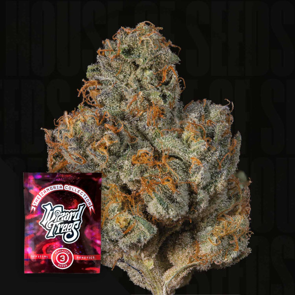 Last Pour - Wizard Trees