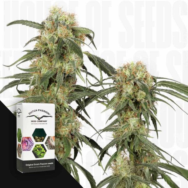 Pamir Gold - Dutch Passion