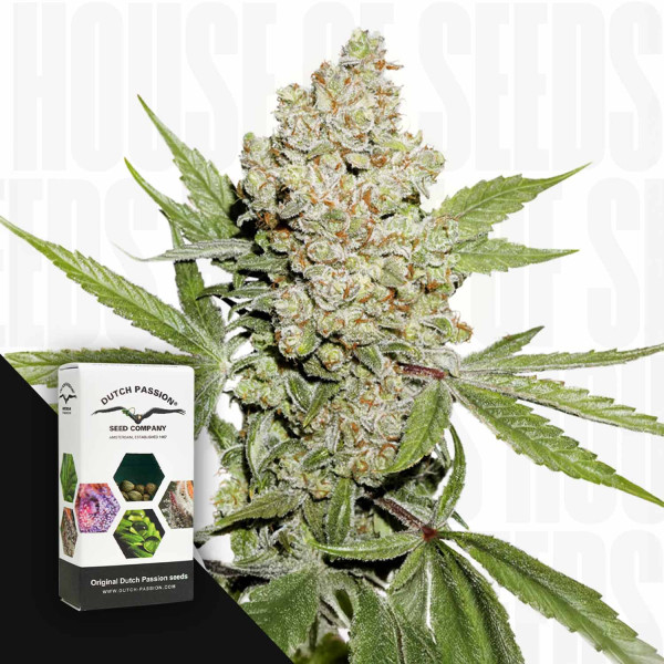 Auto Lemon Kix - Dutch Passion