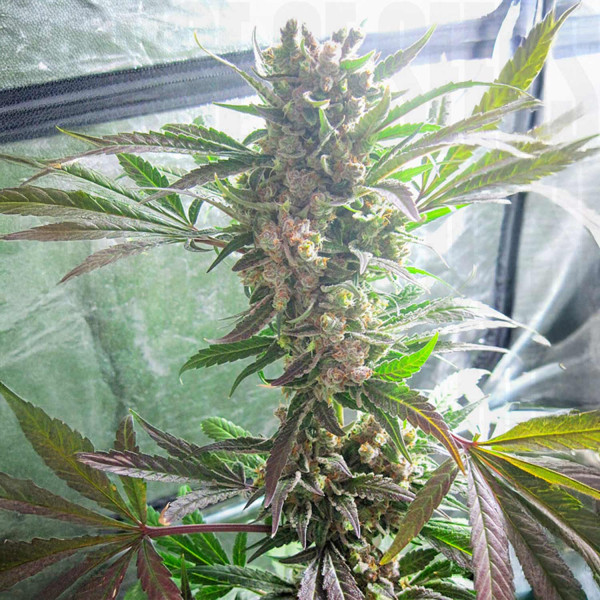 Master Kush - Dutch Passion