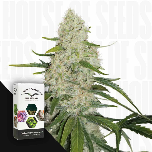 Auto Think Big - Dutch Passion