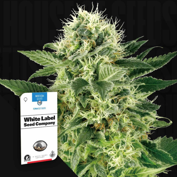 Northern Lights - Sensi Seeds