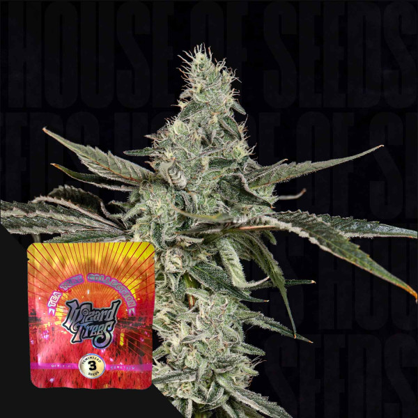 London Fog - Wizard Trees