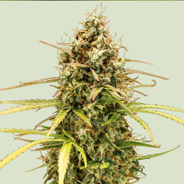 Milky Way F1 Auto - Royal Queen Seeds