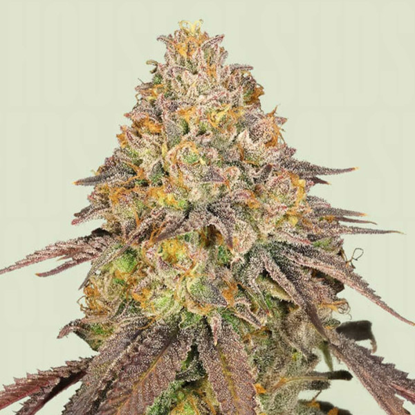 Laughing Buddha - Barney's Farm