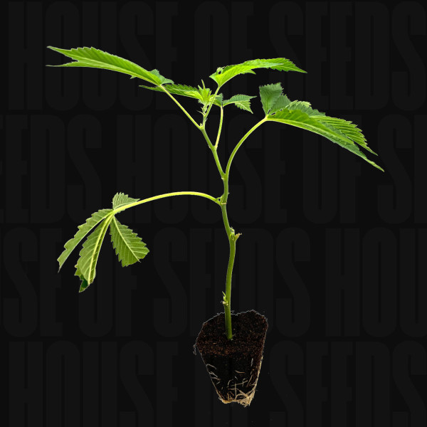 Girl Scout Cookies - Steckling