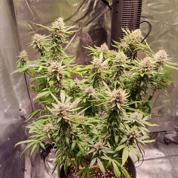 Skunk #1 - Dutch Passion