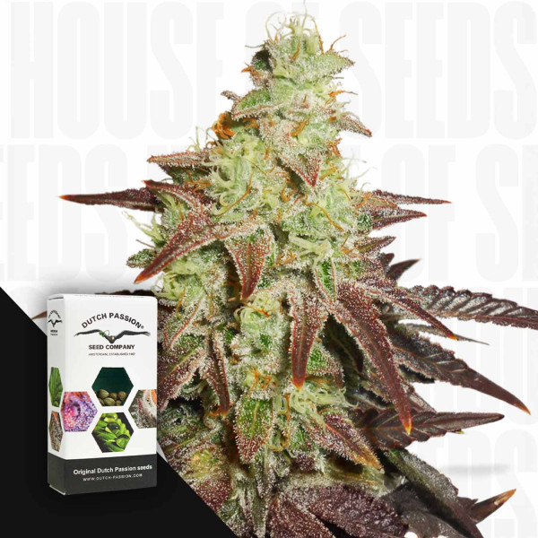 Auto Night Queen - Dutch Passion