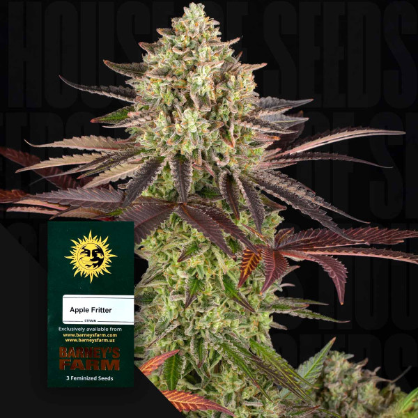 Apple Fritter - Barney's Farm