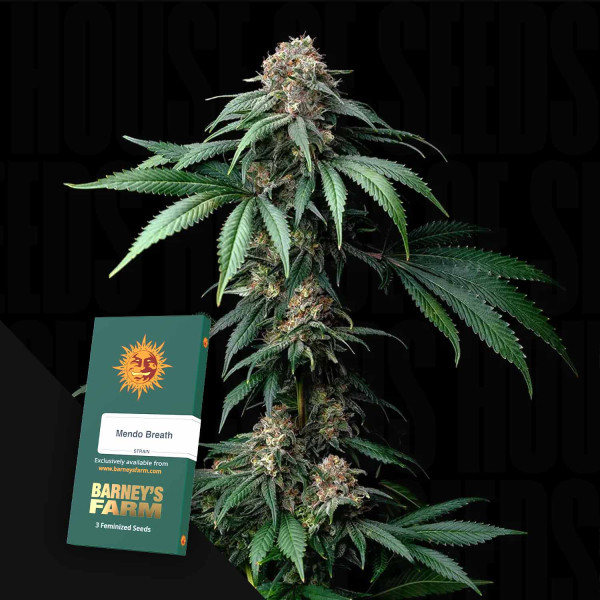 Mendo Breath - Barney's Farm