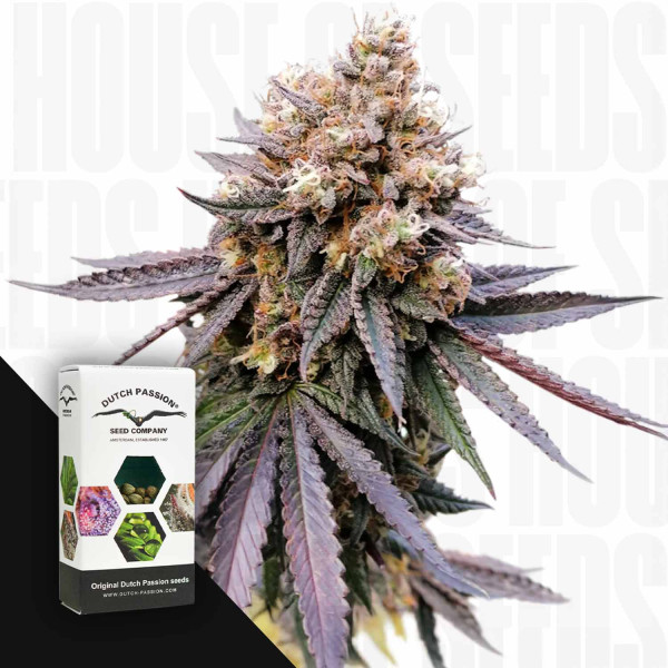 GMO Fast - Dutch Passion