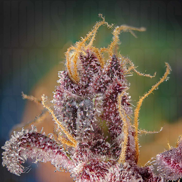 Black Muffin F1 FAST - Sweet Seeds