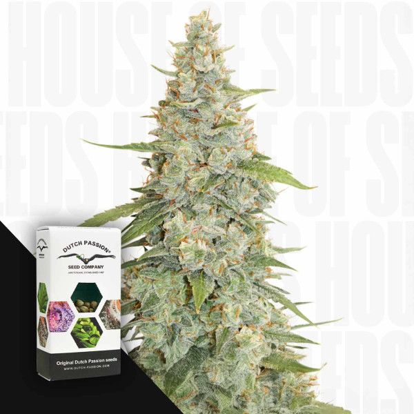 Meringue - Dutch Passion