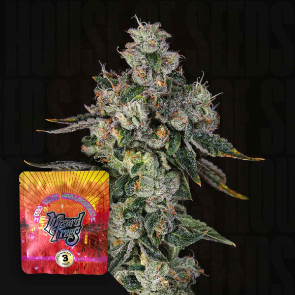 L.i.i.t - Wizard Trees