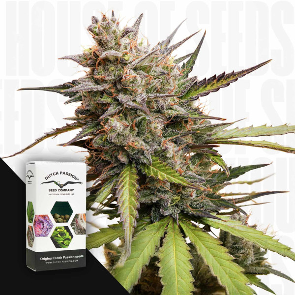 Auto Melonade Runtz - Dutch Passion