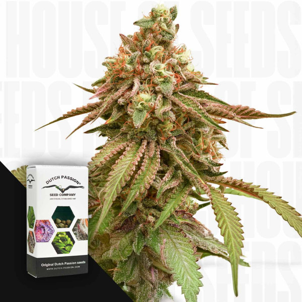 Tropical Tangie - Dutch Passion