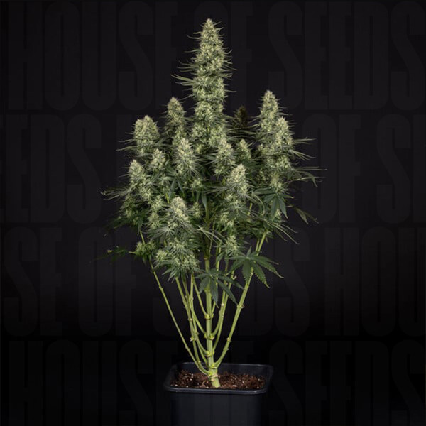 Punch Pie - Royal Queen Seeds