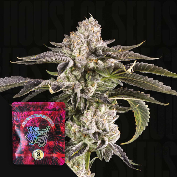 Gridlock - Wizard Trees