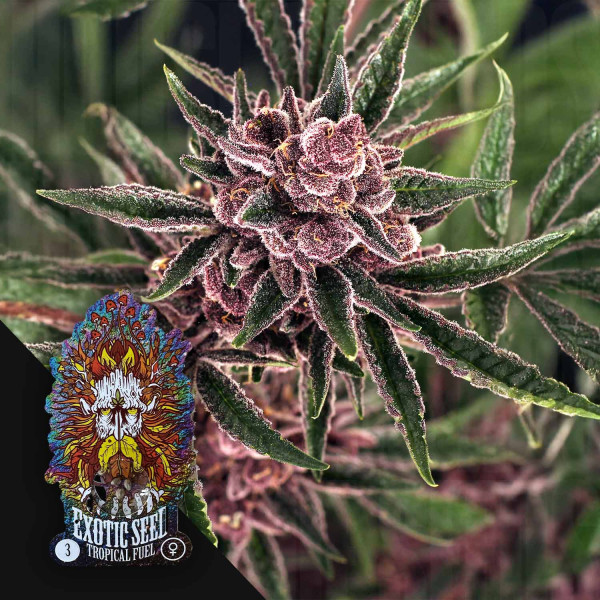 Tropical Fuel - Exotic Seeds
