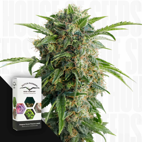 Auto Daiquiri Lime - Dutch Passion