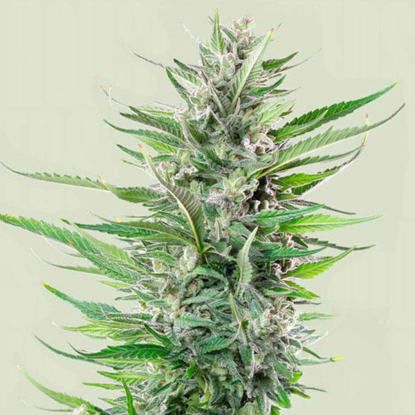 Fat Banana - Royal Queen Seeds