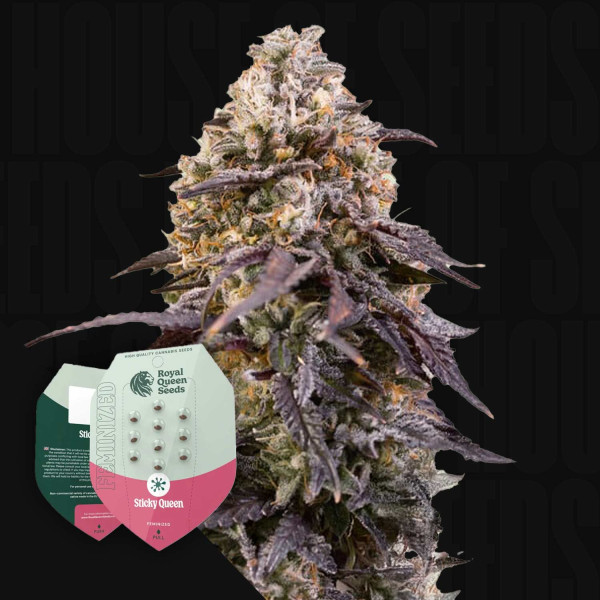 Sticky Queen - Royal Queen Seeds