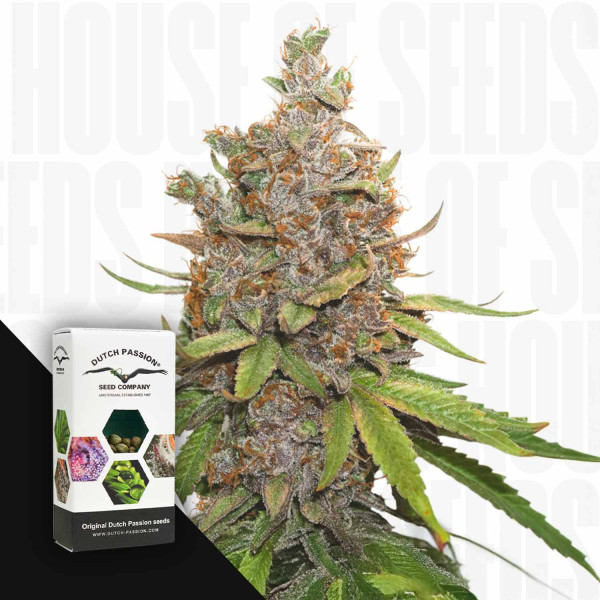 Auto Glueberry O.G. - Dutch Passion