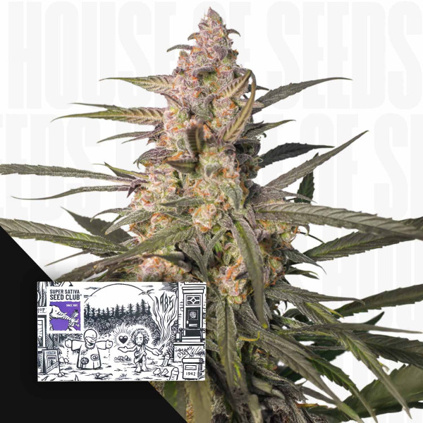 Auto Northern Dragon Fuel - Super Sativa Seed Club