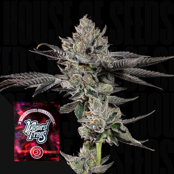 Bowtie - Wizard Trees