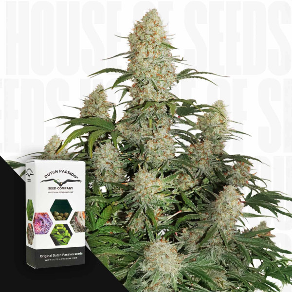 Auto Critical Orange Punch - Dutch Passion