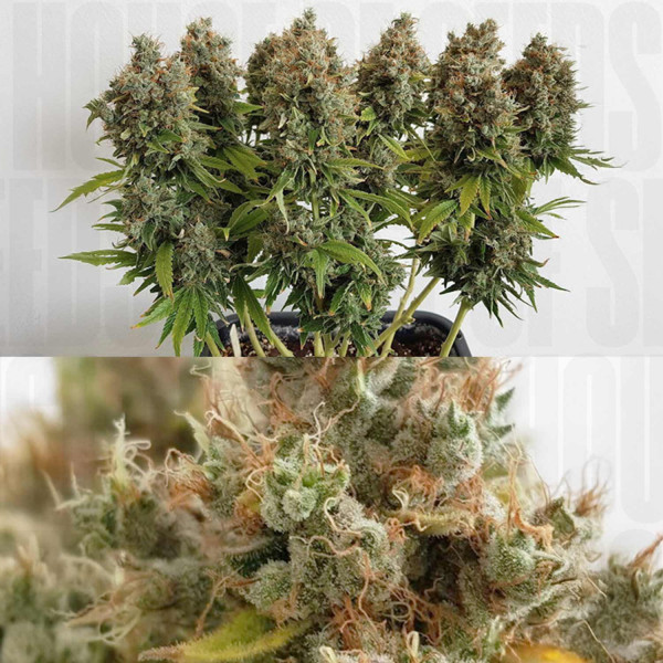 Mazar - Dutch Passion