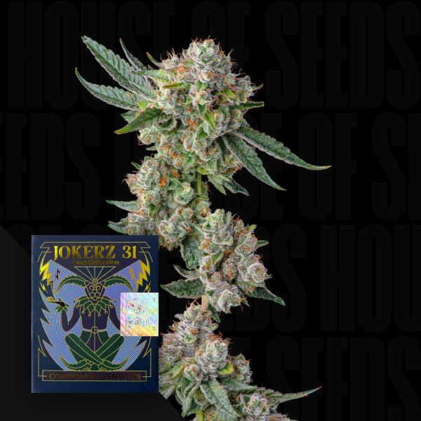 Glue31 - Compound Genetics