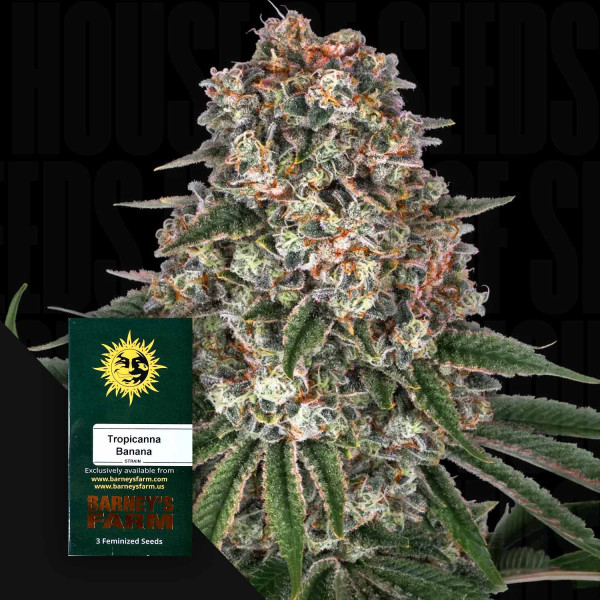 Tropicanna Banana - Barney's Farm
