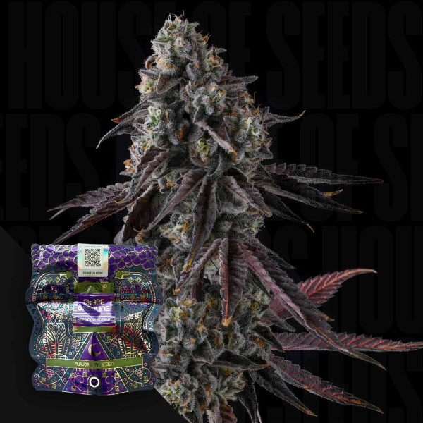 Fruit Riot - Compound Genetics