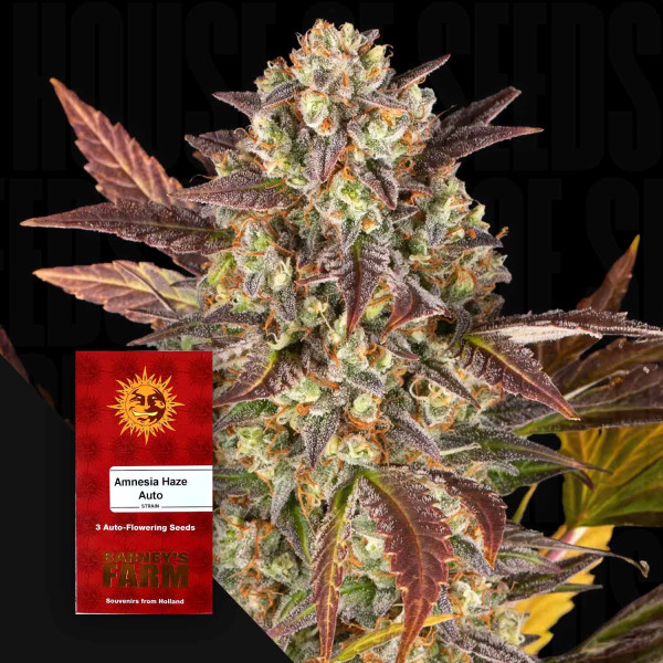 Amnesia Haze Auto - Barney's Farm