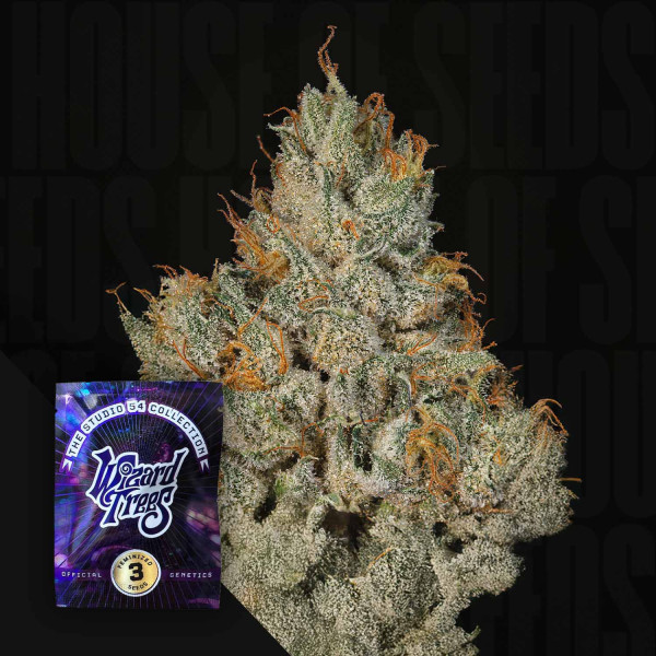 Studio sesh - Wizard Trees