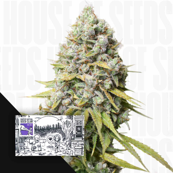 Kosher Haze - Dutch Passion