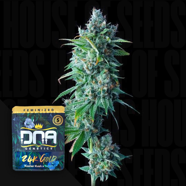 24K Gold - DNA Genetics