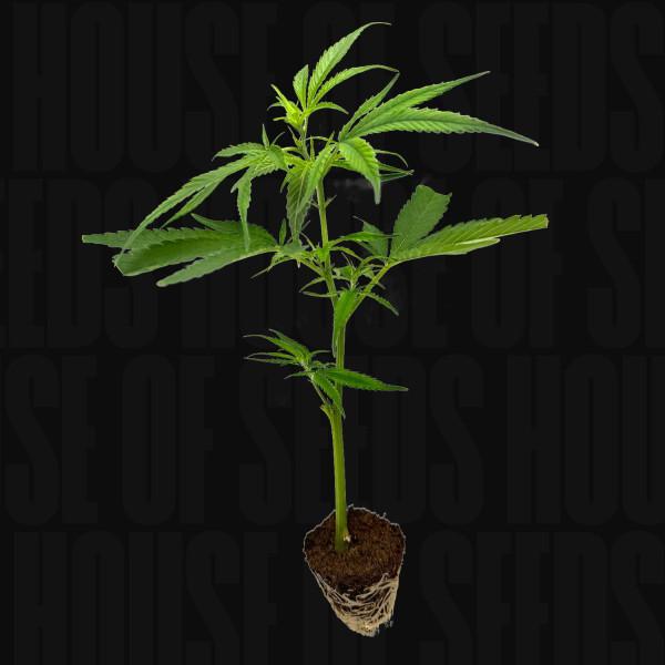 Mandarin Cookies R1 V2 - Steckling