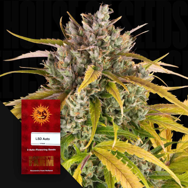 LSD Auto - Barney's Farm